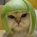 Cat with avocado hat